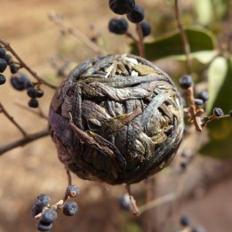 2017 Guangbie Laozhai Long Zhu Raw Puerh Tea 7g
