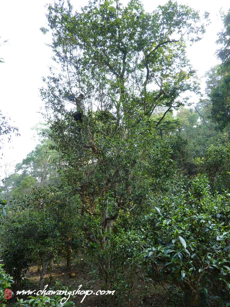 Tea Tree King