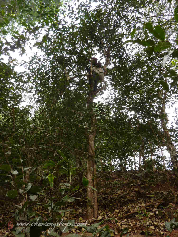 Tea Picking Tea Picking