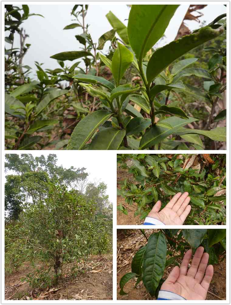 tea trees tea trees