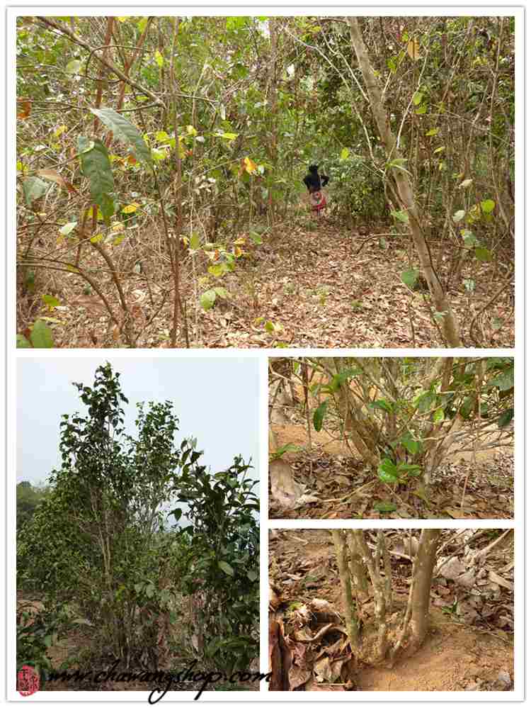 tea trees tea trees