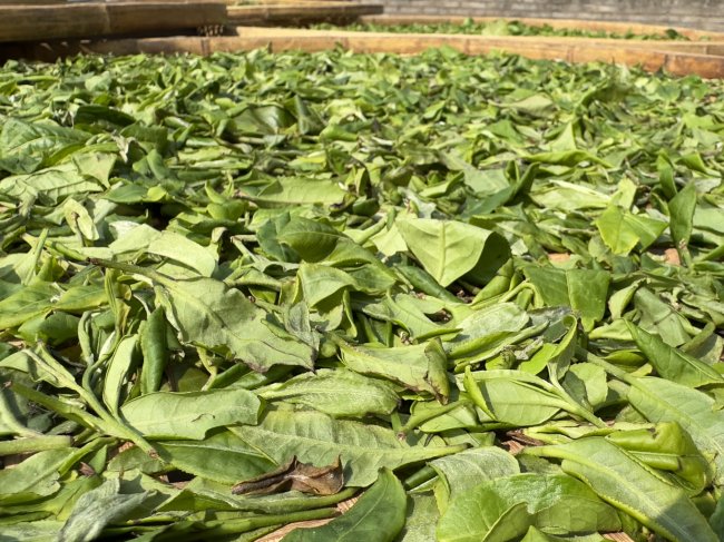 Gushu White Tea Gushu White Tea