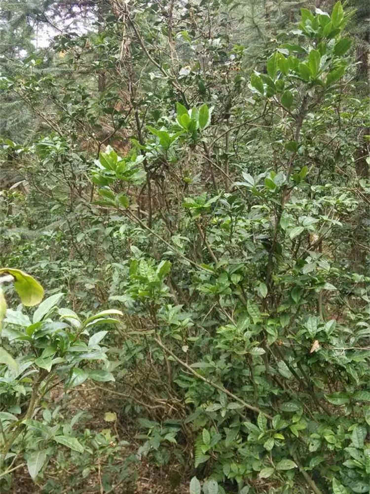 Tea tree Tea tree
