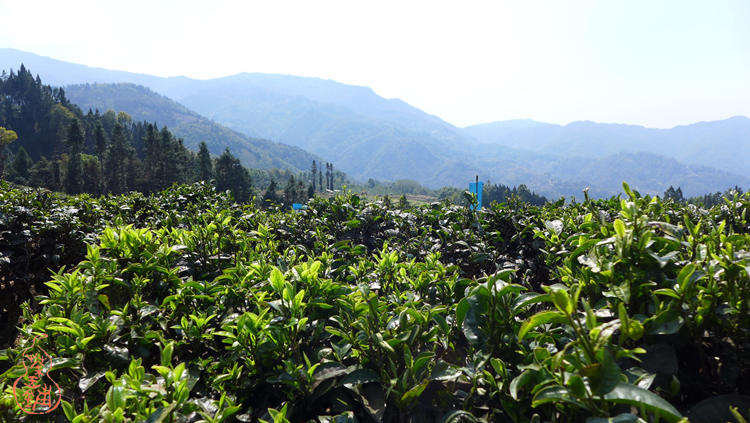 Huilong Tea Garden