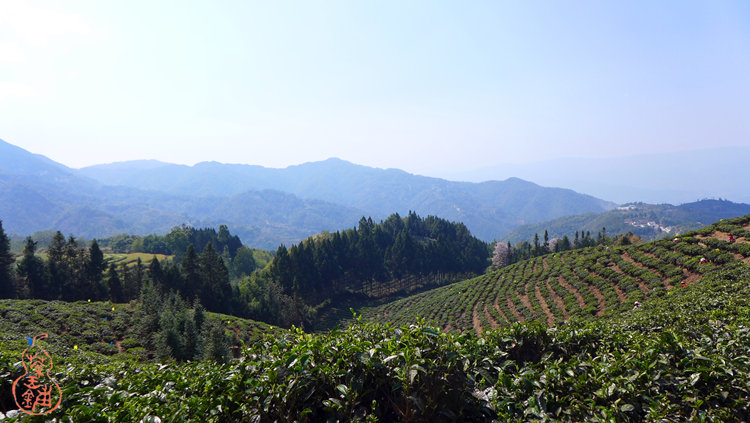 Huilong Tea Garden