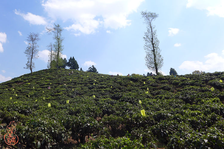 Huilong Tea Garden