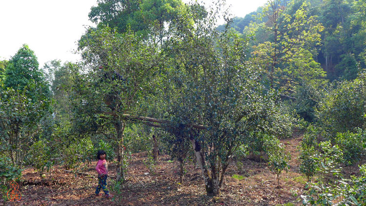 Manmai tea garden