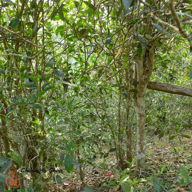 Manzhuan Tea garden