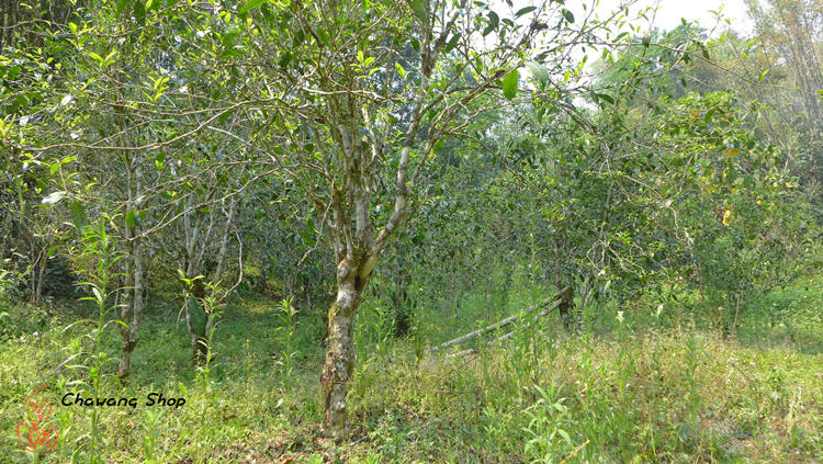 Manzhuan Tea garden