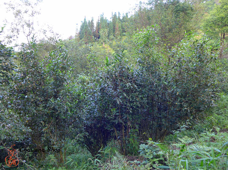 Nannuo mountain Tea Garden Nannuo mountain Tea Garden