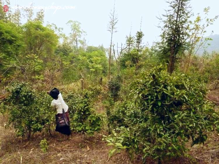 Tea-picking