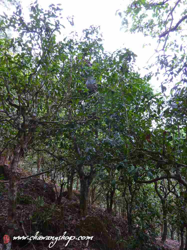 Mengsong Tea Gardon