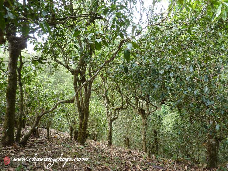 Mengsong Tea Gardon