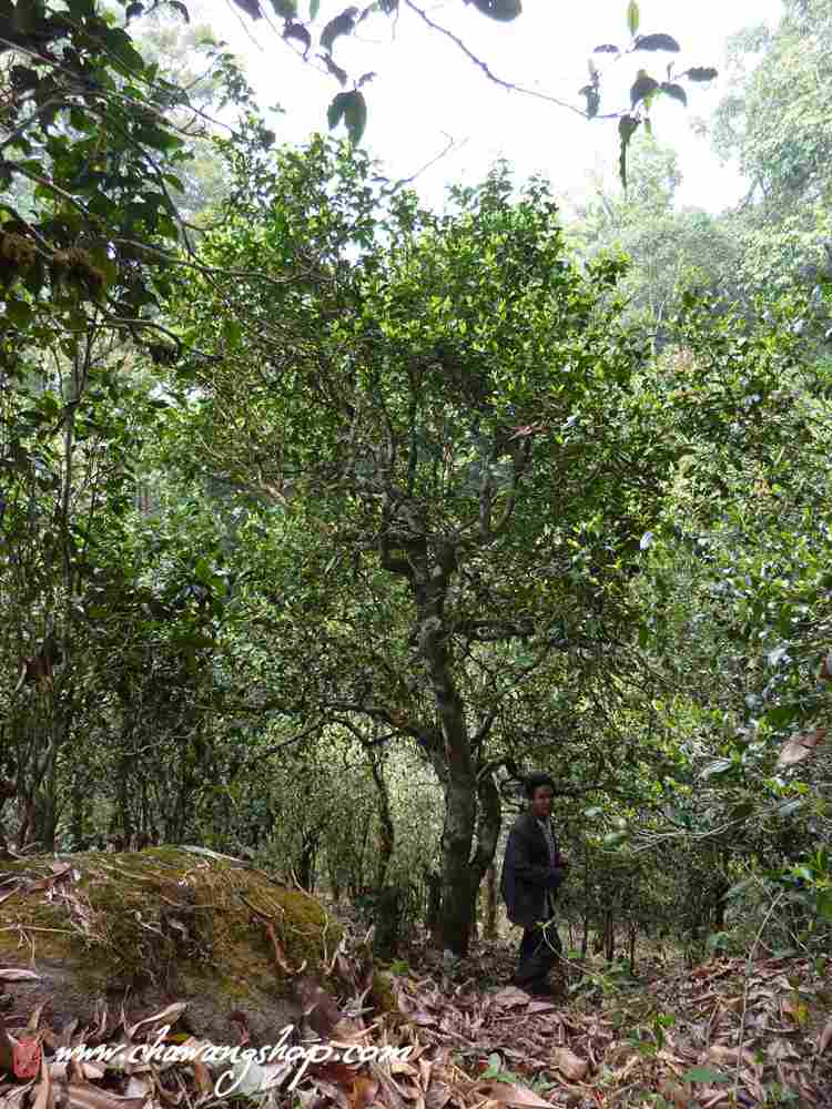 Mengsong Tea Gardon