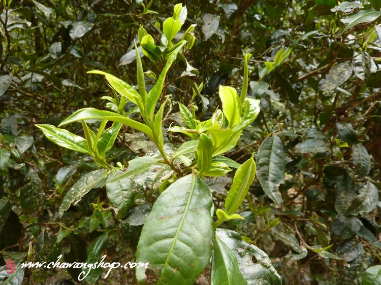 Mengsong Tea Gardon