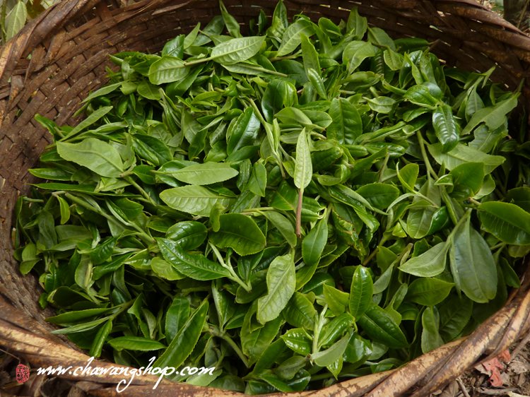 Mengsong Tea Gardon