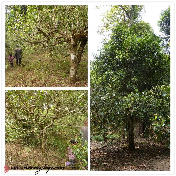 Mengsong Tea Gardon