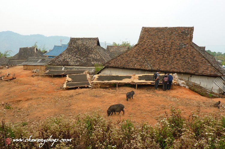 Mengsong Tea Gardon
