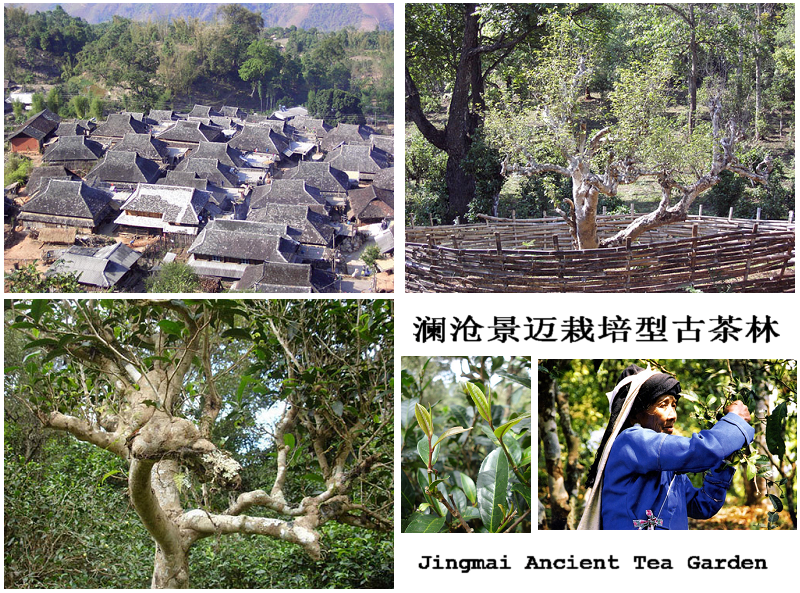 Lancang Ancient Tea Factory Lancang Ancient Tea Factory