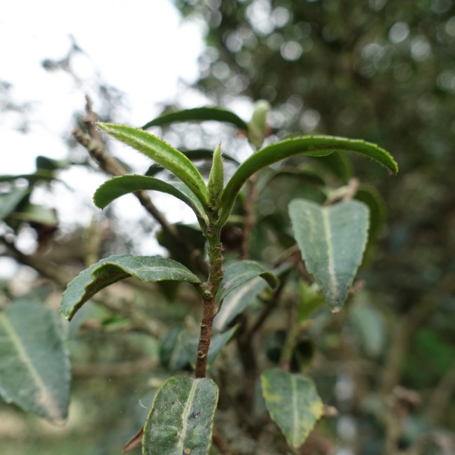 Baohong Handmade Green Tea