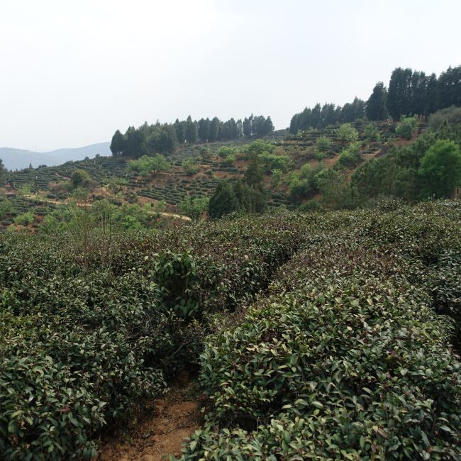 Baohong Handmade Green Tea